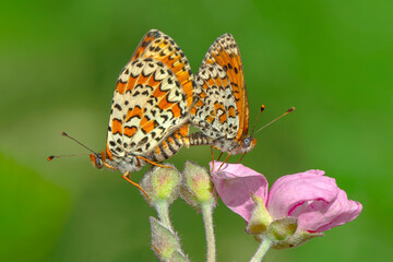 Macro shots, Beautiful nature scene. Closeup beautiful butterfly sitting on the flower in a summer garden.