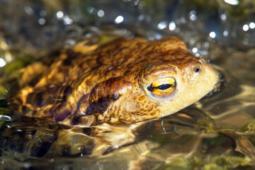 Common or European toad brown colored in latin bufo bufo