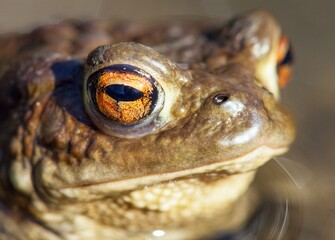 Common or European toad brown colored in latin bufo bufo