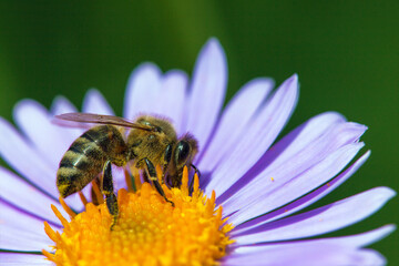 bee or honeybee in Latin Apis Mellifera on blue flower