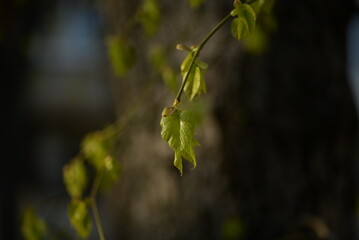 juicy young green linden leaves