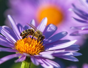 bee or honeybee in Latin Apis Mellifera on blue flower