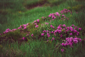 Fototapeta premium Rhododendron flowers in nature