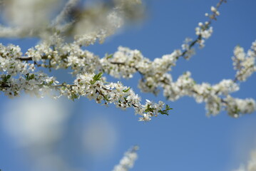 young plum branches, flowering cherry plum branch, bee