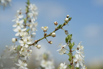 young plum branches, flowering cherry plum branch, bee