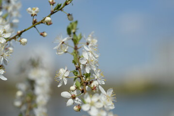 young plum branches, flowering cherry plum branch, bee