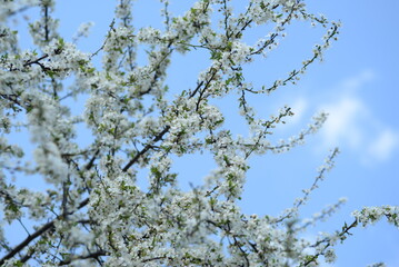 young plum branches, flowering cherry plum branch, bee