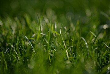 juicy young green grass, lawn