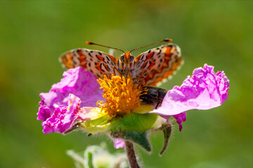Macro shots, Beautiful nature scene. Closeup beautiful butterfly sitting on the flower in a summer garden.