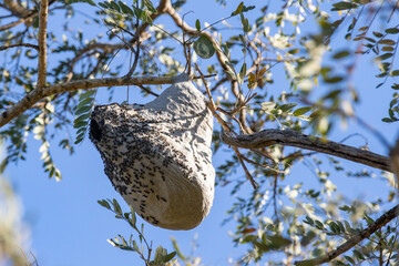 Wasp nest in portrait and selective focus 