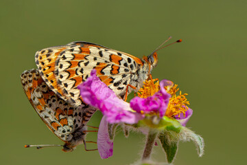 Macro shots, Beautiful nature scene. Closeup beautiful butterfly sitting on the flower in a summer garden.