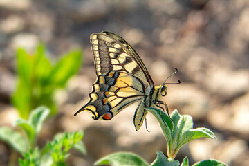 Macro shots, Beautiful nature scene. Closeup beautiful butterfly sitting on the flower in a summer garden.