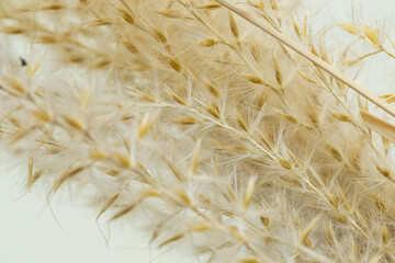Dry plants texture. Macro photo. Fall. Abstract picture of fiery waves. Yellow-brown pattern on a dry sheet. Autumn natural texture.