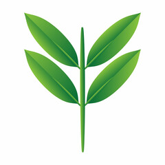 green leaf isolated on white background
