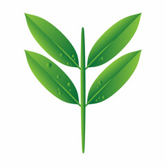 green leaf isolated on white background