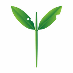 green leaf isolated on white background