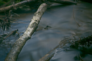 A log in a stream with blurry flowing water.