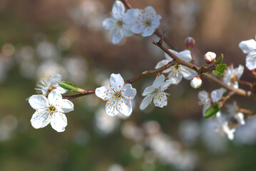 White flowers of a fruit tree in the daylight on a blurry colored background.