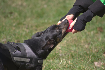 Playing dog on a background of green grass. Playing with a dog. Fun in the park. Domestic animal...