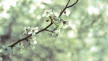 White flowers of a fruit tree in the daylight on a blurry abstract background.