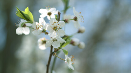 The white flowers of a fruit tree in the daylight against a blurred blue sky.