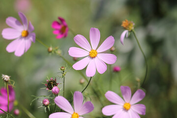 Pink flowers of Cosmos plants (Cosmos bipinnatus) in garden. August, Belarus