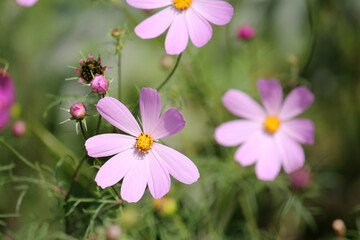 Pink flowers of Cosmos plants (Cosmos bipinnatus) in garden. August, Belarus