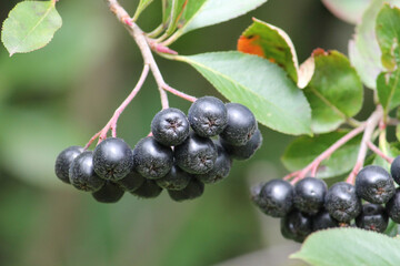 Ripe black chokeberry (Aronia melanocarpa) on branch with green leaves in garden