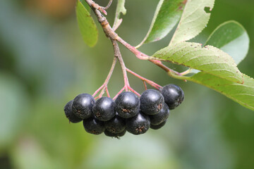 Ripe black chokeberry (Aronia melanocarpa) on branch with green leaves in garden