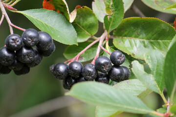 Ripe black chokeberry (Aronia melanocarpa) on branch with green leaves in garden