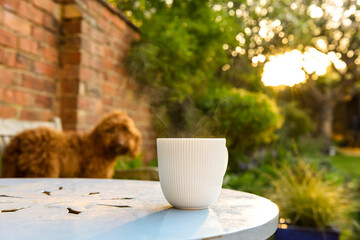 Hot drink of herbal tea in morning light of a relaxing sunny garden with dog in the background