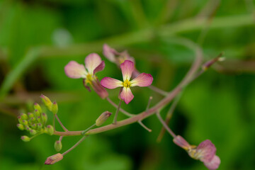 Obraz premium Mauve or purple colored Wild Radish blossoms (Raphanus raphanistrum) and buds.