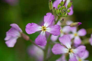 Purple colored Wild Radish blossoms (Raphanus raphanistrum) and buds.