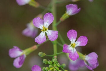 Fototapeta na wymiar Purple colored Wild Radish blossoms (Raphanus raphanistrum) and buds.