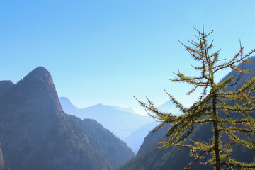 Fur tree branch and mountains in background in a sunny day.