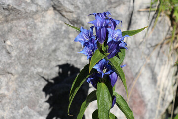 Close up of a Willow Gentian, blue blooming flower.
