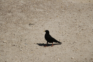 Alpine chough on a rocky ground in a sunny day.