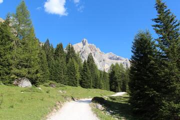 Country road between fir trees with mountains on background, Val Contrin, Italian Alps.