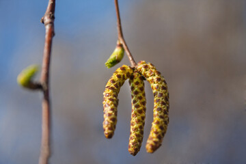 Fototapeta premium Background with the first spring blossoming birch birch flowers. Twig of pollen flowering allergen object on a background of blue sky.