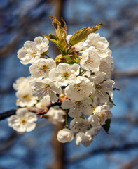 Background with the first spring flowering cherry blossom tree. Twig of white flowering cherry tree on a background with blue sky.