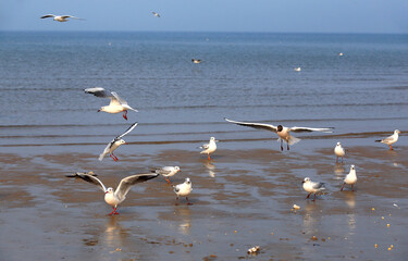 Many seagulls are playing by the sea