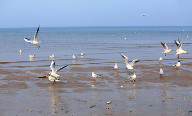 Many seagulls are playing by the sea