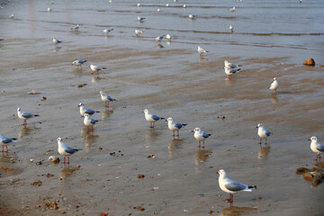 Many seagulls are playing by the sea