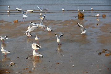 Many seagulls are playing by the sea