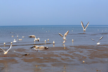 Many seagulls are playing by the sea