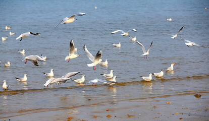 Many seagulls are playing by the sea