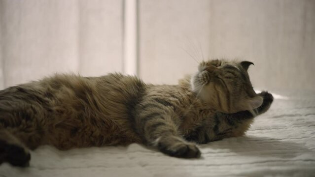 A young highland lynx cat licks its belly. The sly house cat washes. The kitten licks its lips after eating and washes with its paw. 