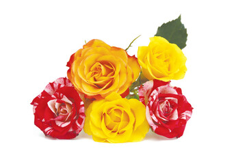Stack yellow red rose flowers isolated on white background
