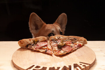 One cute Pembroke Corgi wants to eat a slice of pizza from the table. Dog life