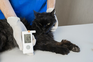 Cat Blood Glucose Test. Veterinary taking drop of blood from diabetic cat ear and checking the...
